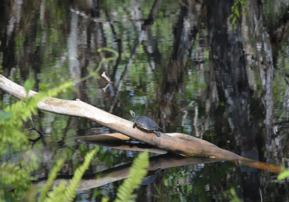 Florida:  El Pantano Bird Rookery